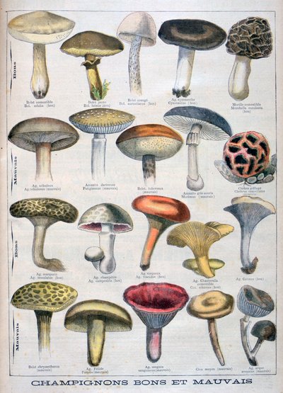 Good and bad mushrooms, 1896 by Unbekannt