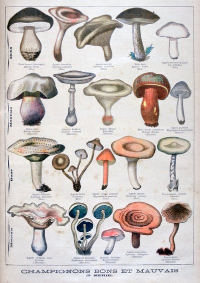 Good and bad mushrooms, 1896 by Unbekannt