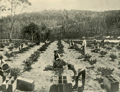 Gooseberry Farm, Glenbrook, 1901 by Unbekannt