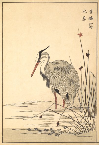 Gray Heron Aosagi and Mizu-aoi Plant by Unbekannt
