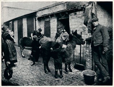 Grooming Costers Donkeys, London, c. 1903 by Unbekannt