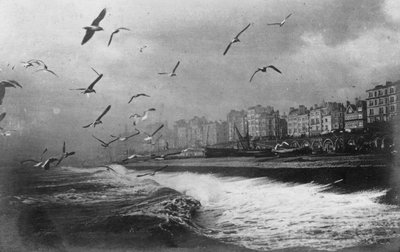 Gulls at Brighton, East Sussex, Early 20th Century by Unbekannt