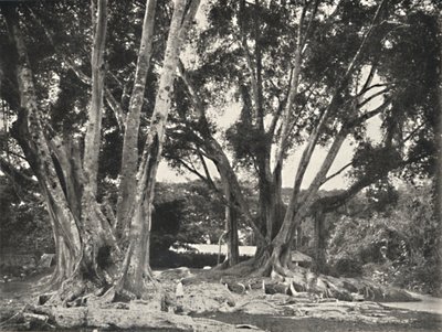 Rubber Tree (Ficus elastica) by Unbekannt