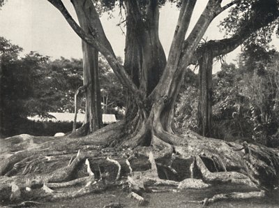 Rubber Trees like Plate 14, Partial View of the Buttress Roots, 1926 by Unbekannt
