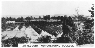 Hawkesbury Agricultural College, New South Wales, Australia by Unbekannt