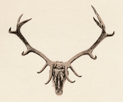 Head of a Deer by Unbekannt