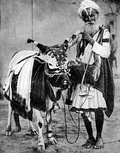 Hindu cow with sacred cow, India by Unbekannt