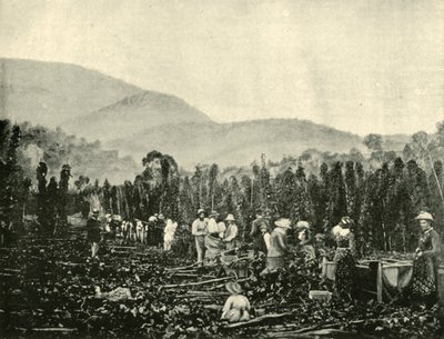 Hop Picking in Tasmania by Unbekannt