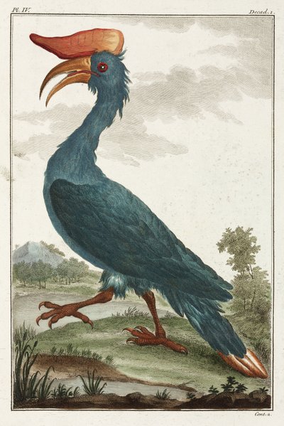 Hornbill by Unbekannt