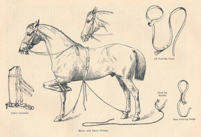 Horse with Rarey Fittings, c1905-c1910 by Unbekannt