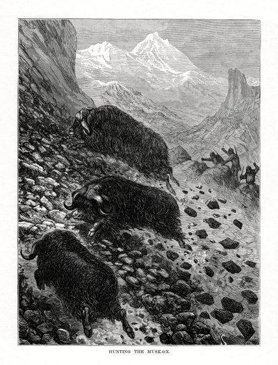Hunting the Musk-Ox by Unbekannt