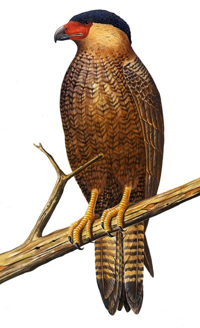 Illustration/Polyborus lutosus/Quelili/Caracara de Guadalupe/Guadalupe Caracara by Unbekannt