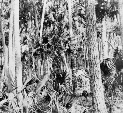 In the Jungle, India by Unbekannt