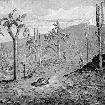 Indefatigable Island, Galapagos Archipelago, 1895 by Unbekannt