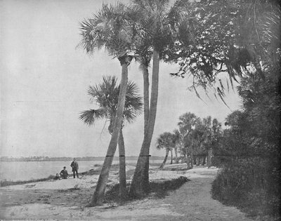 Indian River, Florida by Unbekannt