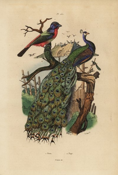 Indian Peafowl and Parrotfinch by Unbekannt