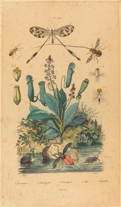Insects and Flowers by Unbekannt