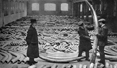 Ivory Shipment, Royal Albert Dock, London, 1926-1927 by Unbekannt