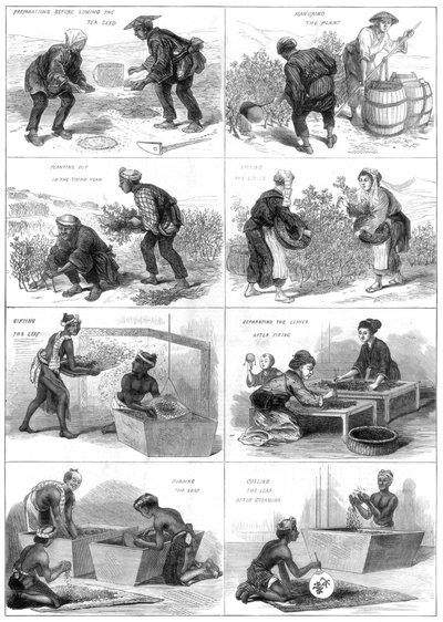 Japanese Tea Production, 1874 by Unbekannt
