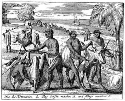 Khoikhois breaking-in oxen, South Africa by Unbekannt