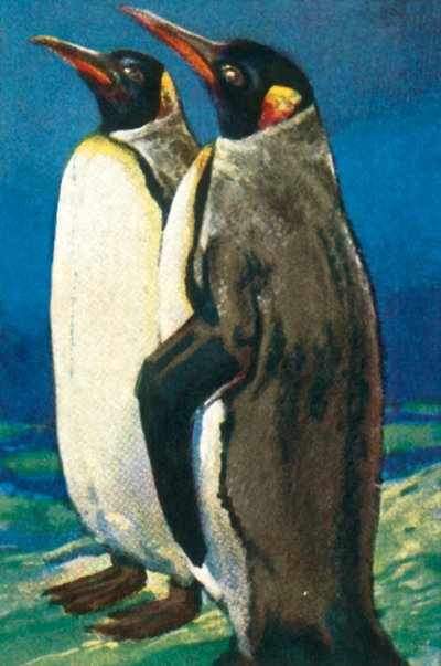 King penguins, c1928 by Unbekannt
