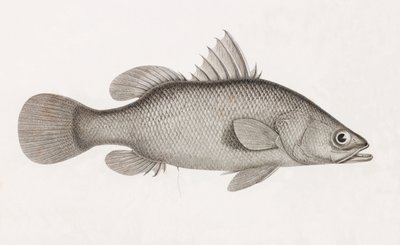 The Perch Latous by Unbekannt