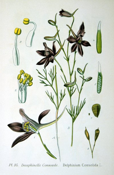 Larkspur, 1893 by Unbekannt