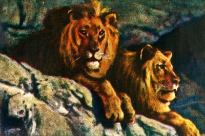 Lions by Unbekannt