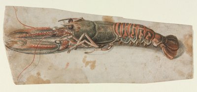 Lobster, 1600s by Unbekannt