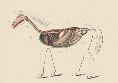 Longitudinal Section of the Horse, c1879 by Unbekannt