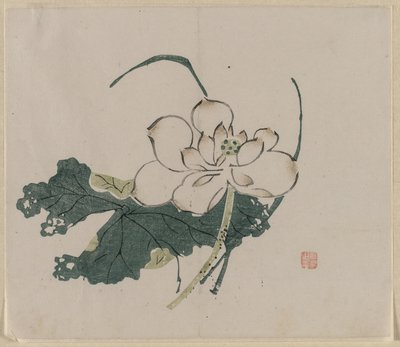 Lotus Blossom by Unbekannt