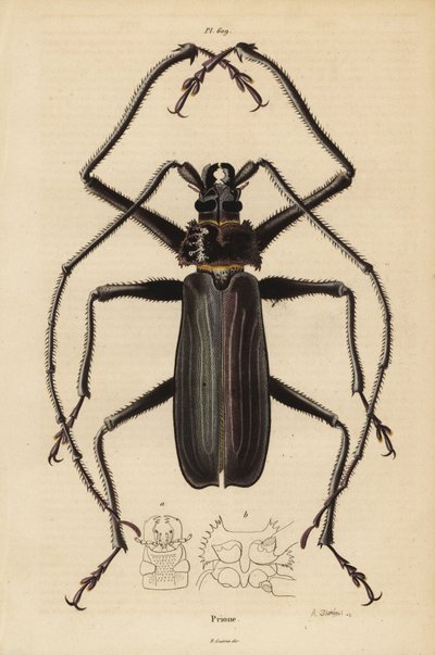 Macrotoma hayesii beetle by Unbekannt