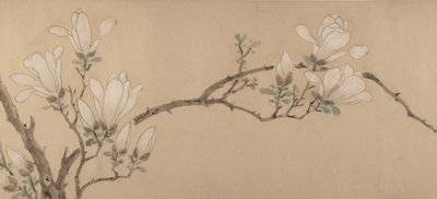 Magnolia by Unbekannt