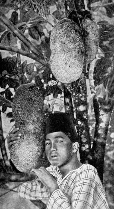Malay gathering jackfruit, 1922 by Unbekannt