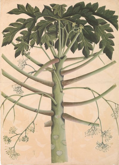 Male Papaya Tree by Unbekannt