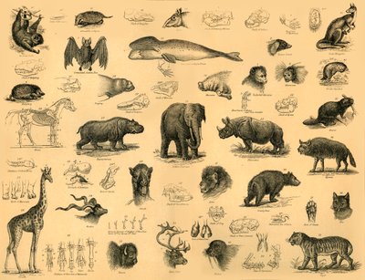 Mammals by Unbekannt