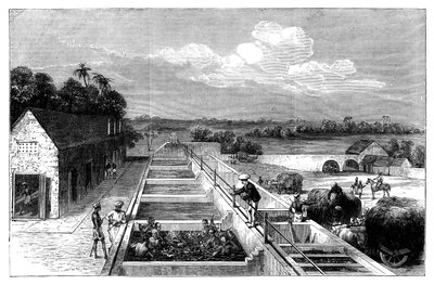 Manufacturing indigo in Tirhoot Muzaffarpur, Lower Bengal, 1869 by Unbekannt