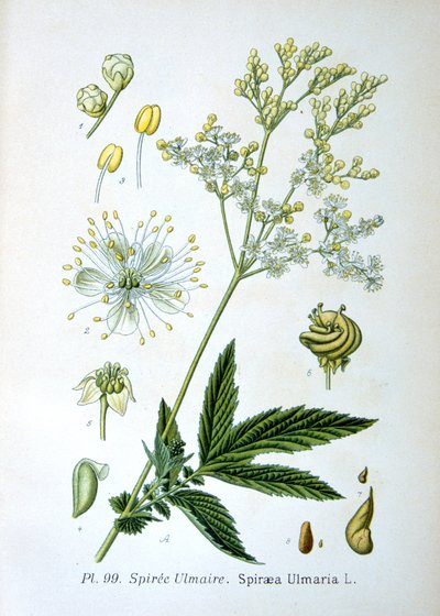 Meadowsweet, 1893 by Unbekannt