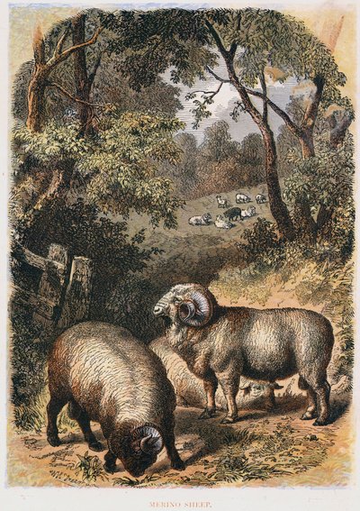 Merino sheep by Unbekannt