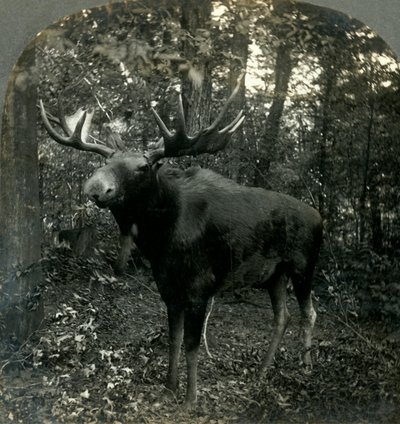 Monarch of All I Survey, 1899 by Unbekannt