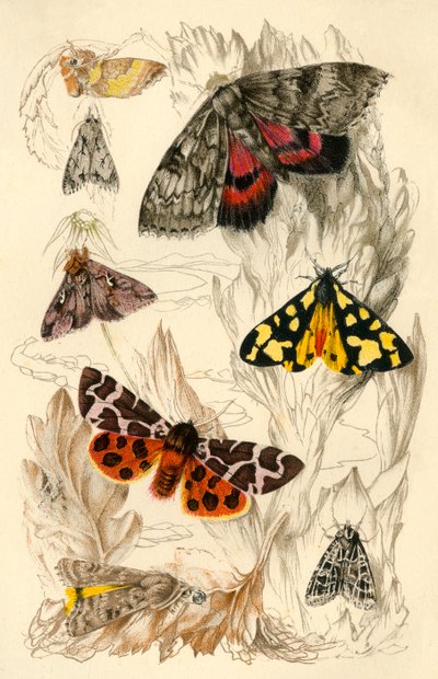 Moths, 19th Century by Unbekannt