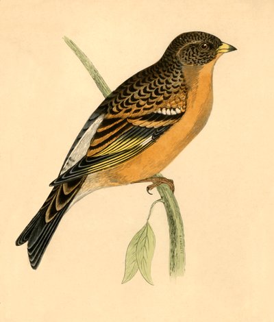 Mountain Finch, late 19th century by Unbekannt