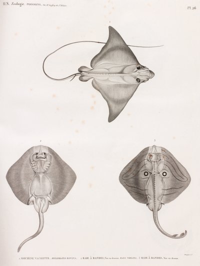Cowfish & Banded Ray by Unbekannt