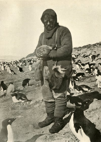 Murray Holding Young Penguins by Unbekannt