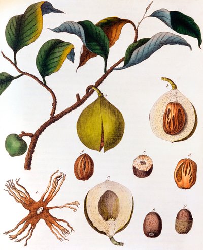 Myrsitica Fragrans - Nutmeg by Unbekannt