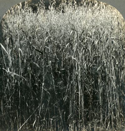 Oats Growing, Pennsylvania, USA by Unbekannt