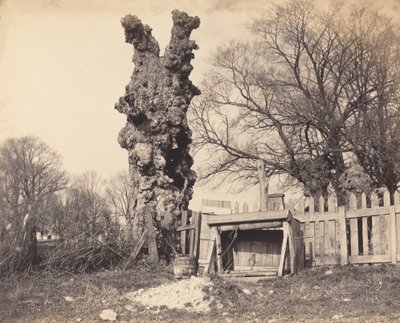 Old Tree near Chatham by Unbekannt