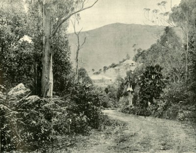 On the Illawarra Road, N.S.W., 1901 by Unbekannt