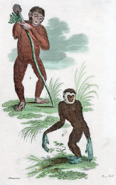 Orangutan and Gibbon, 1822 by Unbekannt