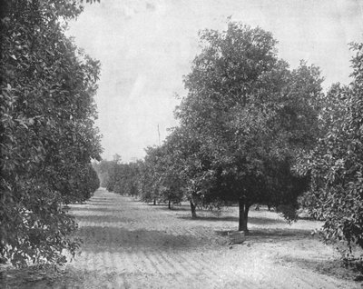 Orange Grove, Seville, Florida, USA by Unbekannt